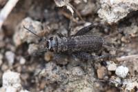 Eumodicogryllus bordigalensis