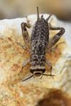 Eumodicogryllus bordigalensis