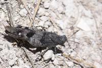 Oedipoda caerulescens