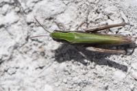 Chorthippus dorsatus