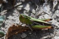Stenobothrus lineatus