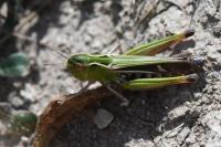 Stenobothrus lineatus