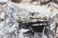 Oedipoda caerulescens