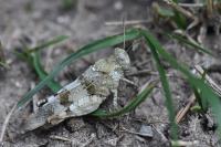 Oedipoda caerulescens