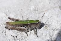 Chorthippus dorsatus
