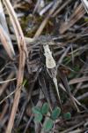 Platycleis albopunctata