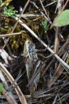Platycleis albopunctata