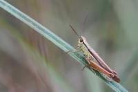 Mecostethus parapleurus