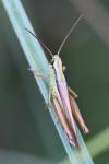 Mecostethus parapleurus