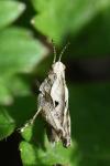Tetrix undulata