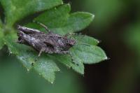 Tetrix undulata