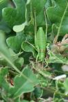 Ephippiger diurnus