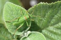 Ephippiger diurnus
