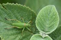 Ephippiger diurnus