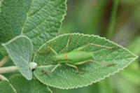 Ephippiger diurnus