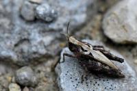 Tetrix undulata