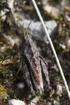 Tetrix undulata