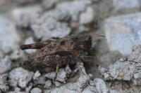 Tetrix undulata