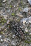 Tetrix undulata