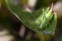 Meconema meridionale