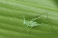 Meconema meridionale