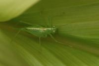 Meconema meridionale