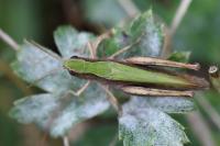 Chorthippus dorsatus