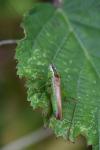 Conocephalus fuscus