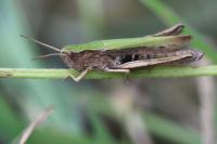 Chorthippus dorsatus