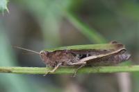 Chorthippus dorsatus