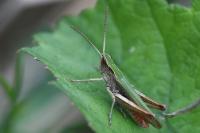 Chorthippus dorsatus