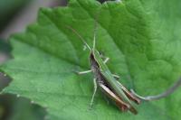 Chorthippus dorsatus
