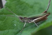 Chorthippus dorsatus