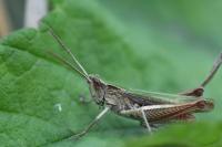 Chorthippus dorsatus