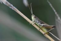 Pseudochorthippus parallelus