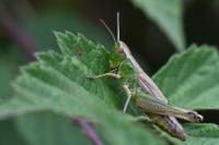 Pseudochorthippus parallelus