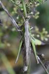 Chorthippus albomarginatus