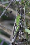 Chorthippus albomarginatus