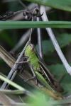 Chorthippus albomarginatus