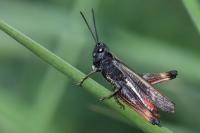 Omocestus rufipes