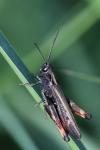 Omocestus rufipes