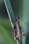 Omocestus rufipes