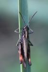 Omocestus rufipes