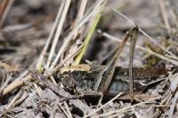 Platycleis albopunctata