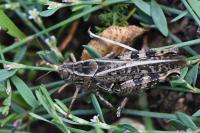 Calliptamus italicus