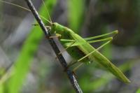 Phaneroptera falcata