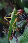 Tettigonia viridissima