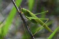 Phaneroptera falcata