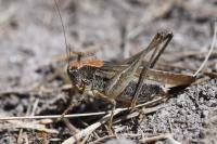 Platycleis albopunctata