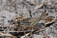 Platycleis albopunctata